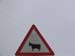 Espagne - Attention aux vaches 2