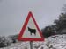 Espagne - Attention aux vaches