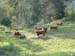 1016 - Des vaches peu ordinaires...