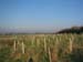 1023 - Les arbres deja plantes