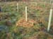 1059 - C est fini ! Reste a croiser les doigts pour que l arbre pousse !