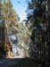 1037 - Lacets dans les forets d eucalyptus 2