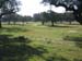 2004 - Plantations de chenes lieges