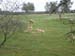 2005 - (...) ou bien les moutons...