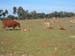 2005 - Les vaches entretiennent les plantations (...)