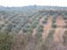 1021 - La recolte des olives