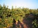 2024 - Les environs de Valence - Les oranges suplantent les oliviers.